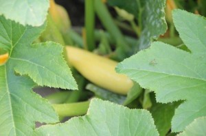 Did you ask for some summer squash?